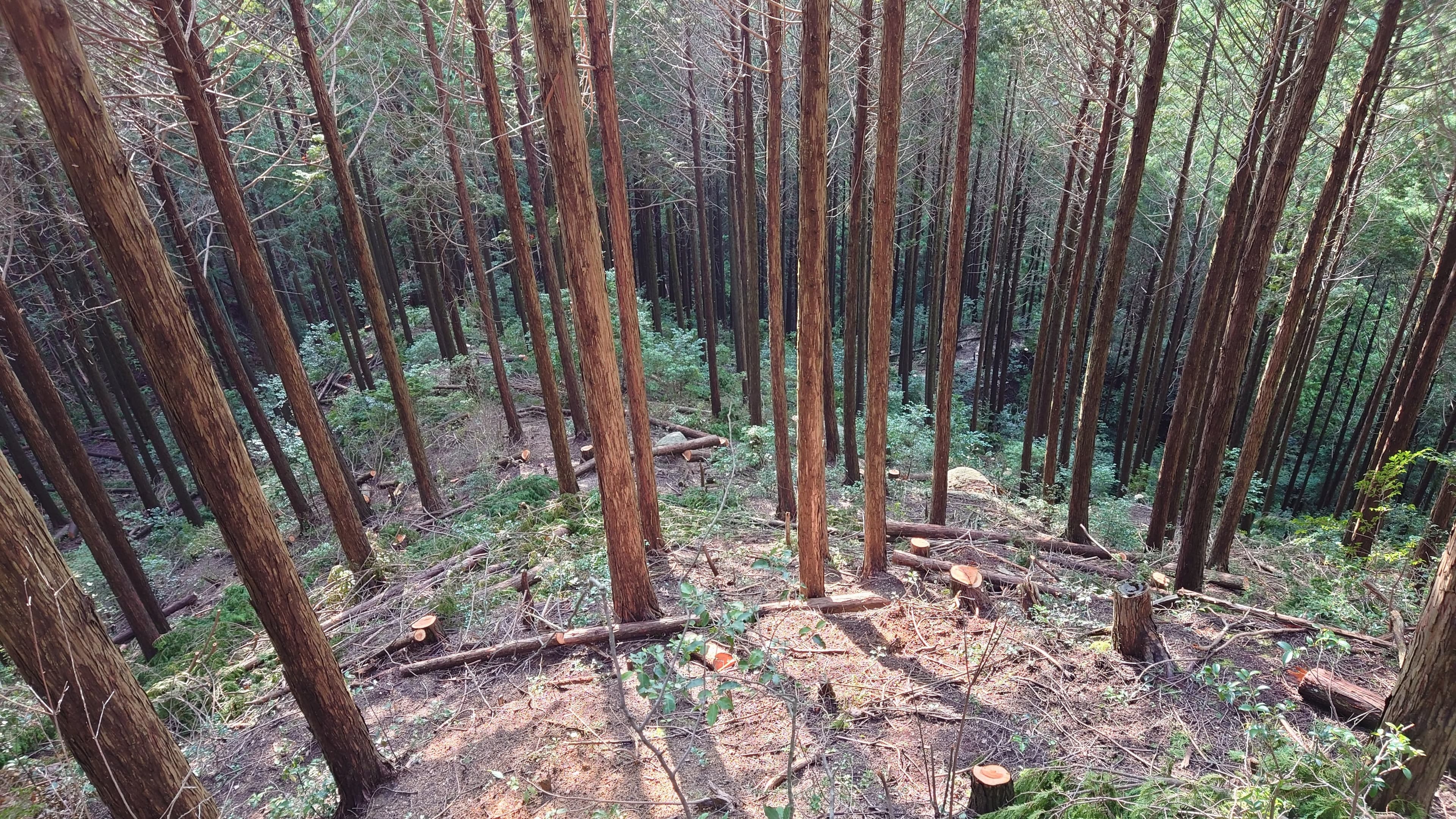 岩井木材画像-林